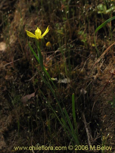 Bild von Sisyrinchium graminifolium (). Klicken Sie, um den Ausschnitt zu vergrössern.