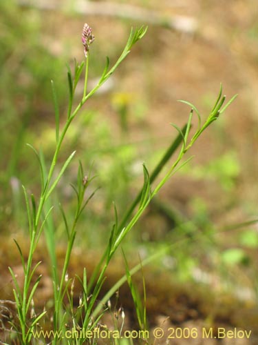 Imágen de Polygalaceae sp. #K8441 (). Haga un clic para aumentar parte de imágen.