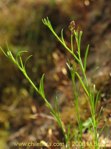 Imágen de Polygalaceae sp. #K8441 (). Haga un clic para aumentar parte de imágen.