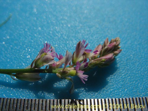 Image of Polygalaceae sp. #K8441 (). Click to enlarge parts of image.