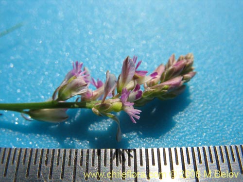 Image of Polygalaceae sp. #K8441 (). Click to enlarge parts of image.