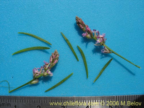 Polygalaceae sp. #K8441的照片