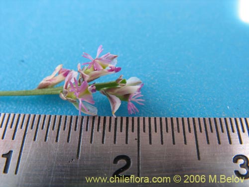 Image of Polygalaceae sp. #K8441 (). Click to enlarge parts of image.