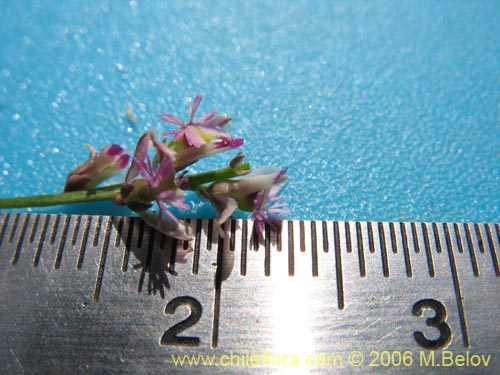 Image of Polygalaceae sp. #K8441 (). Click to enlarge parts of image.