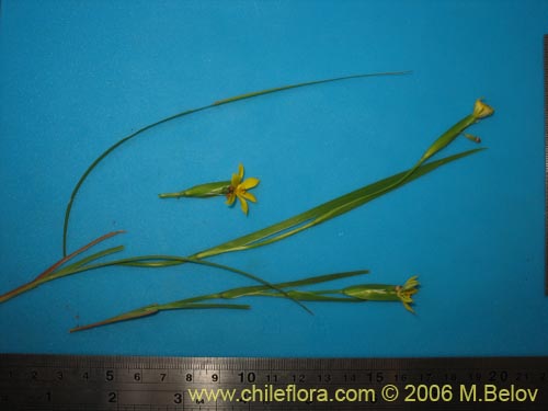 Image of Sisyrinchium graminifolium (). Click to enlarge parts of image.