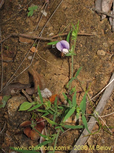 Lathyrus sp. #1523의 사진