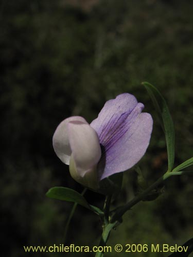 Lathyrus sp. #1523의 사진