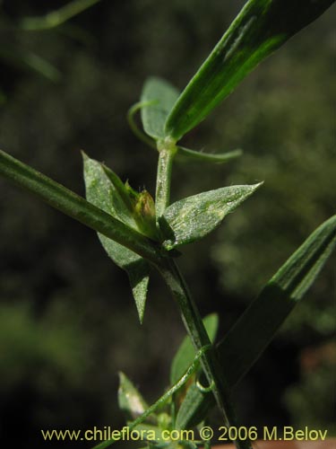 Lathyrus sp. #1523의 사진