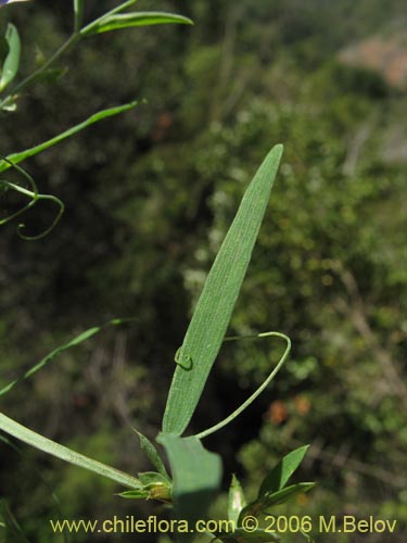 Lathyrus sp. #1523의 사진