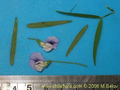 Bild von Lathyrus sp. #1523 (). Klicken Sie, um den Ausschnitt zu vergrössern.