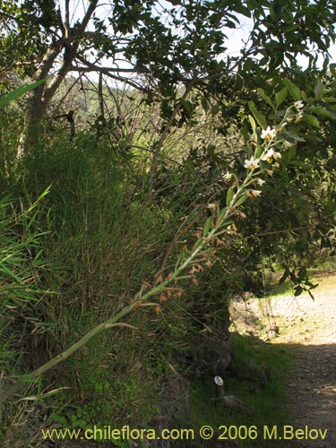 Фотография Gavilea glandulifera (Pico de loro). Щелкните, чтобы увеличить вырез.