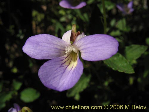 Фотография Viola portalesia (Violeta arbustiva). Щелкните, чтобы увеличить вырез.