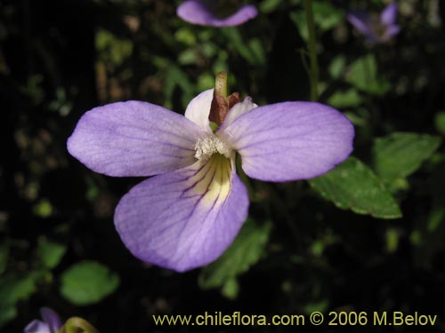 Image of Viola portalesia (Violeta arbustiva). Click to enlarge parts of image.