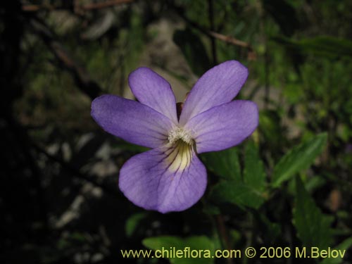 Image of Viola portalesia (Violeta arbustiva). Click to enlarge parts of image.