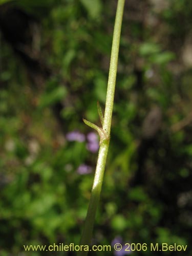 Фотография Viola portalesia (Violeta arbustiva). Щелкните, чтобы увеличить вырез.