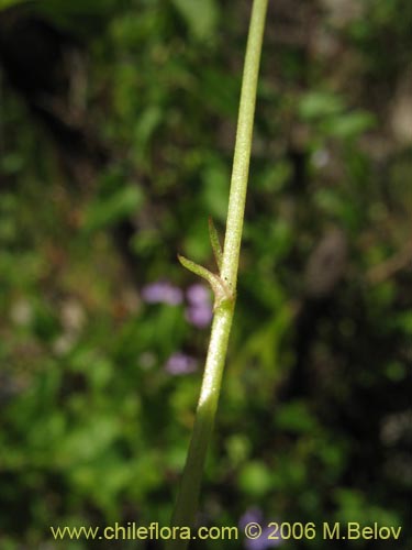 Image of Viola portalesia (Violeta arbustiva). Click to enlarge parts of image.