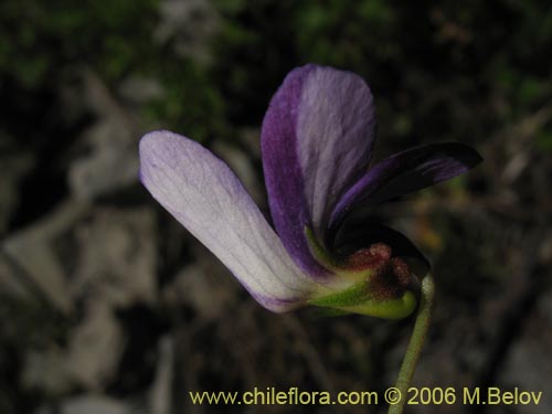 Image of Viola portalesia (Violeta arbustiva). Click to enlarge parts of image.