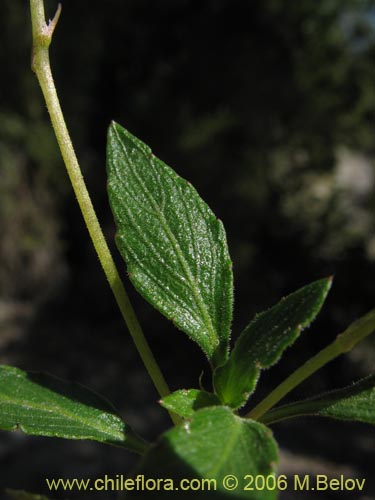 Image of Viola portalesia (Violeta arbustiva). Click to enlarge parts of image.