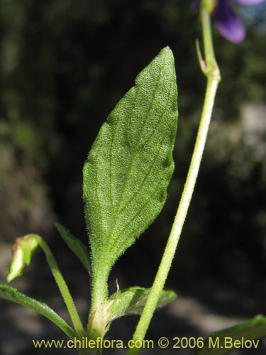 Фотография Viola portalesia (Violeta arbustiva). Щелкните, чтобы увеличить вырез.