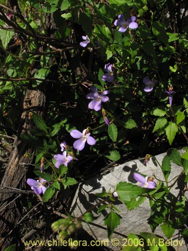 Viola portalesia的照片