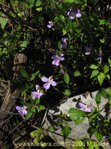 Фотография Viola portalesia (Violeta arbustiva). Щелкните, чтобы увеличить вырез.