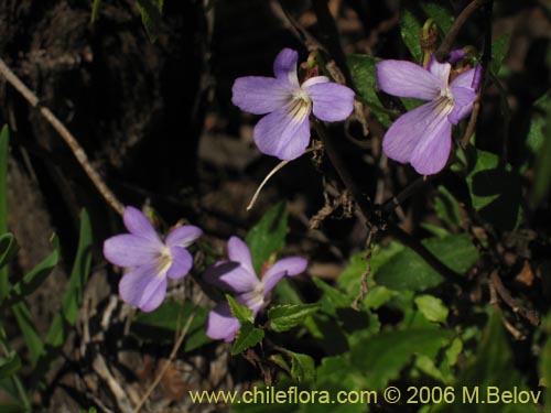 Imágen de Viola portalesia (Violeta arbustiva). Haga un clic para aumentar parte de imágen.