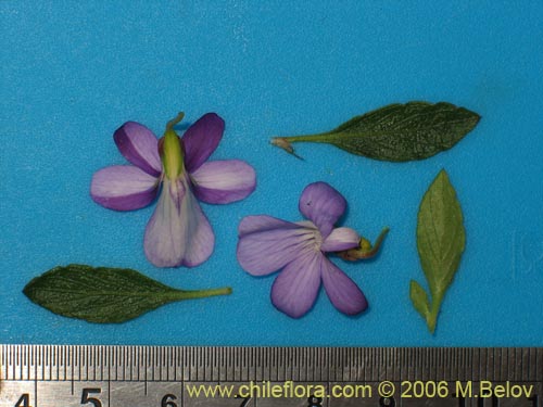 Image of Viola portalesia (Violeta arbustiva). Click to enlarge parts of image.