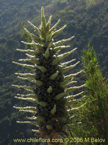 Image of Puya berteroniana (Puya / Chagual / Cardon / Magüey). Click to enlarge parts of image.