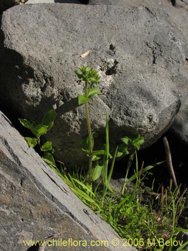 Imágen de Planta no identificada sp. #2337 (). Haga un clic para aumentar parte de imágen.