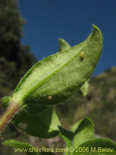 Image of Unidentified Plant sp. #2337 (). Click to enlarge parts of image.