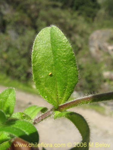 没断定的植物 sp. #2337的照片