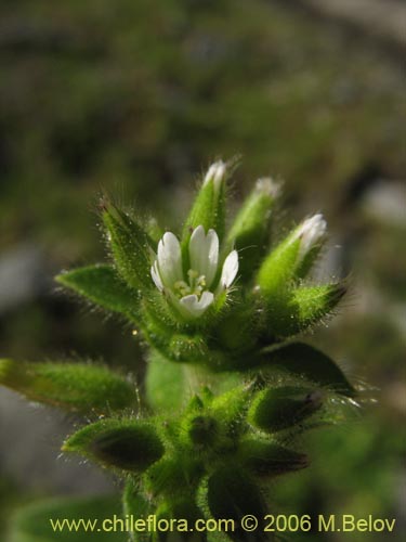 Image of Unidentified Plant sp. #2337 (). Click to enlarge parts of image.