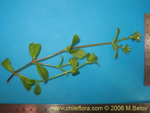 Фотография Не определенное растение sp. #2337 (). Щелкните, чтобы увеличить вырез.