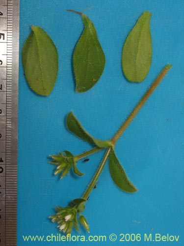 Image of Unidentified Plant sp. #2337 (). Click to enlarge parts of image.