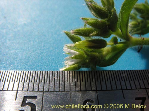 Image of Unidentified Plant sp. #2337 (). Click to enlarge parts of image.