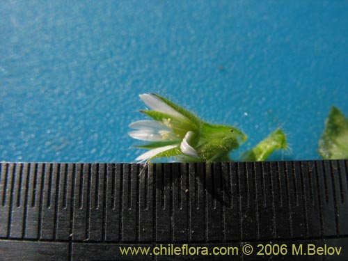 Image of Unidentified Plant sp. #2337 (). Click to enlarge parts of image.