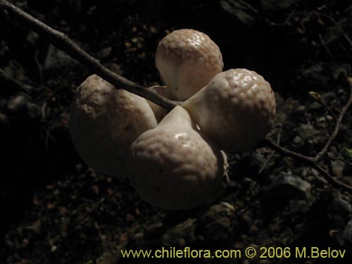 Imágen de Cyttaria berteroi (Pinatra / Curacucha). Haga un clic para aumentar parte de imágen.