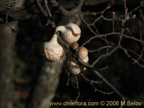 Imágen de Cyttaria berteroi (Pinatra / Curacucha). Haga un clic para aumentar parte de imágen.