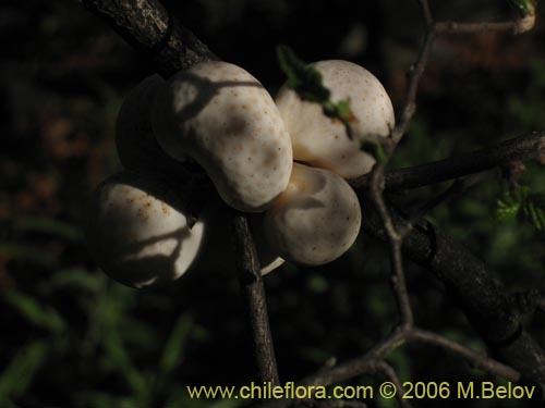 Imágen de Cyttaria berteroi (Pinatra / Curacucha). Haga un clic para aumentar parte de imágen.