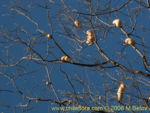 Imágen de Cyttaria berteroi (Pinatra / Curacucha). Haga un clic para aumentar parte de imágen.