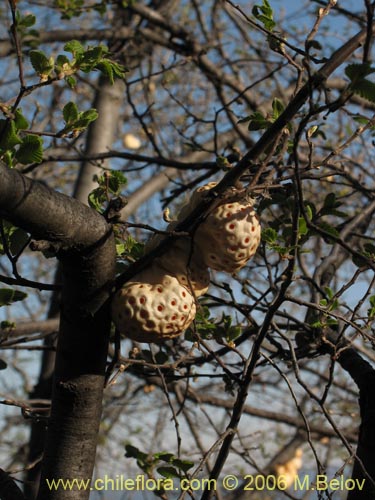 Cyttaria berteroi의 사진