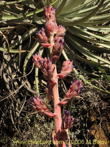 Imágen de Puya coerulea (). Haga un clic para aumentar parte de imágen.