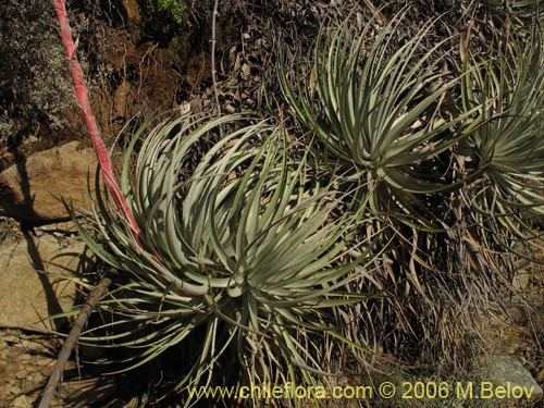 Imágen de Puya coerulea (). Haga un clic para aumentar parte de imágen.