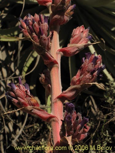 Imágen de Puya coerulea (). Haga un clic para aumentar parte de imágen.