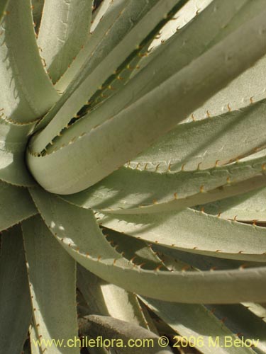 Imágen de Puya coerulea (). Haga un clic para aumentar parte de imágen.