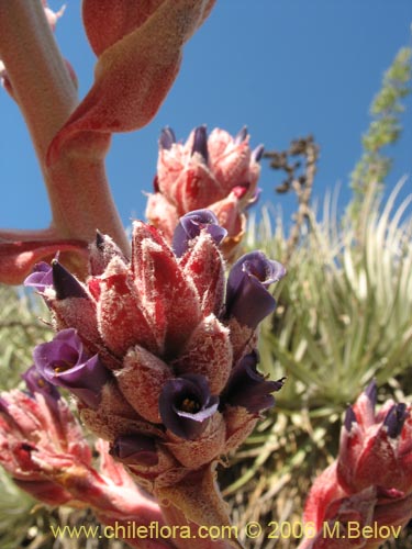 Bild von Puya coerulea (). Klicken Sie, um den Ausschnitt zu vergrössern.