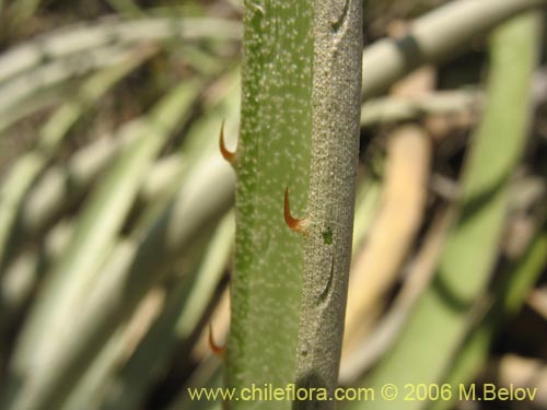 Bild von Puya coerulea (). Klicken Sie, um den Ausschnitt zu vergrössern.