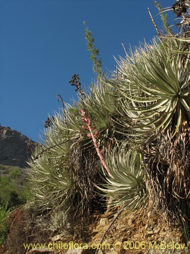 Фотография Puya coerulea (). Щелкните, чтобы увеличить вырез.