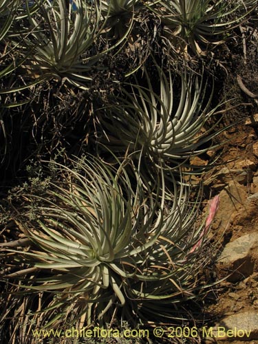 Bild von Puya coerulea (). Klicken Sie, um den Ausschnitt zu vergrössern.