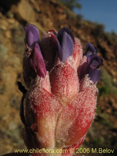 Bild von Puya coerulea (). Klicken Sie, um den Ausschnitt zu vergrössern.